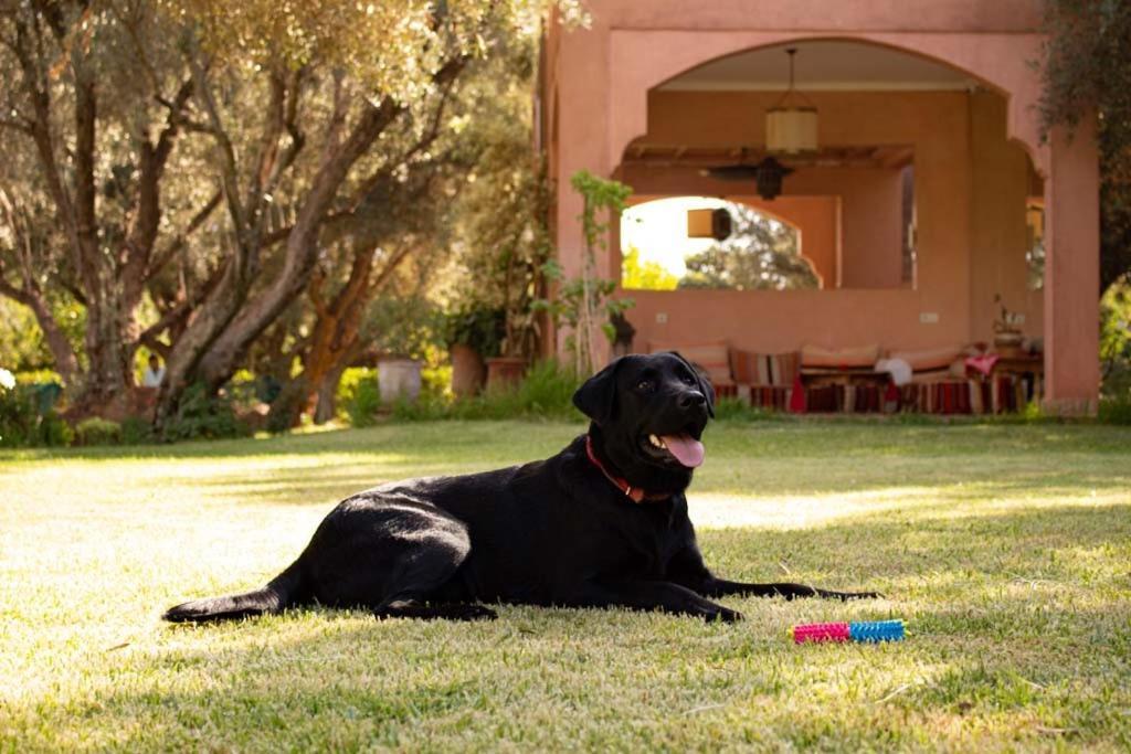 Greenlife Marrakech Marakeş Dış mekan fotoğraf